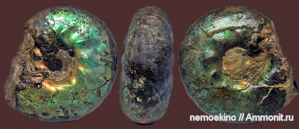 юра, Craspedites, Сызрань, Craspedites parakaschpuricus, Jurassic