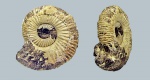 Epivirgatites