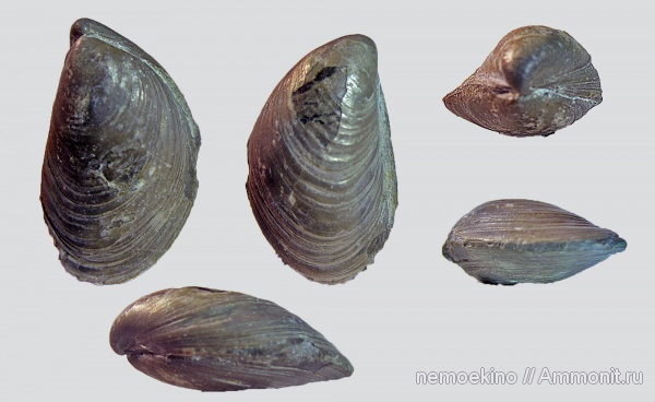 юра, двустворчатые моллюски, Buchia, Сызрань, Jurassic