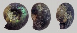 Craspedites