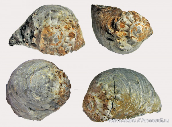 юра, Gryphaea, Сызрань, Jurassic, ксеноморфизм, xenomorphism