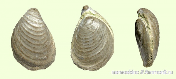 юра, двустворчатые моллюски, Buchia, Сызрань, Jurassic