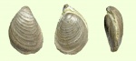 Небольшая Buchia