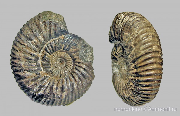 юра, Epivirgatites, Сызрань, Dorsoplanitidae, Jurassic