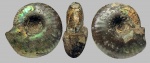Craspedites