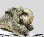 Craspedites