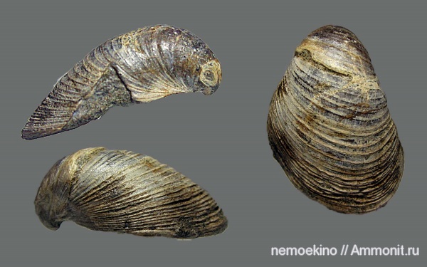 юра, двустворчатые моллюски, Buchia, Сызрань, Jurassic