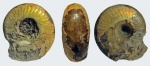 Craspedites