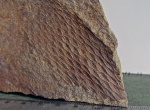 Tomiodendron