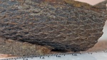 Tomiodendron