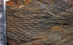 Карбоновый Tomiodendron