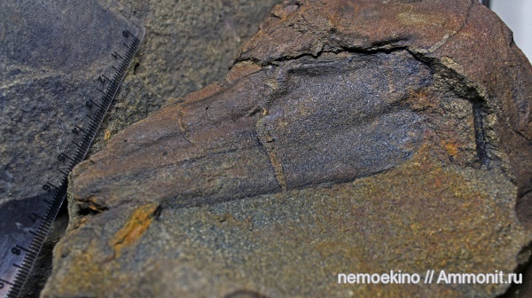 пермь, Cordaites, Permian