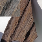 Tomiodendron