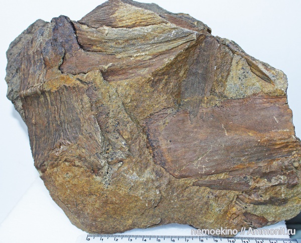 пермь, Cordaites, Permian
