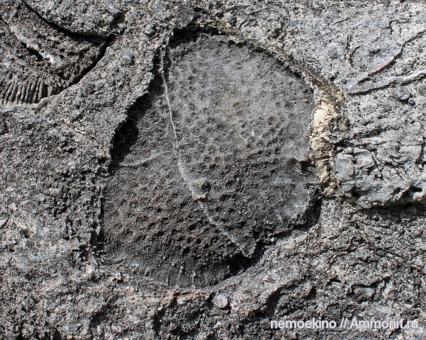 девон, Devonian, Кемеровская область