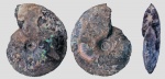 Garniericeras