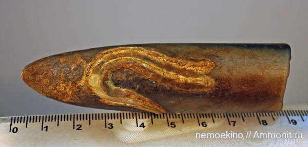 белемниты, юра, Сызрань, обрастание, Epizoans, Jurassic, belemnites