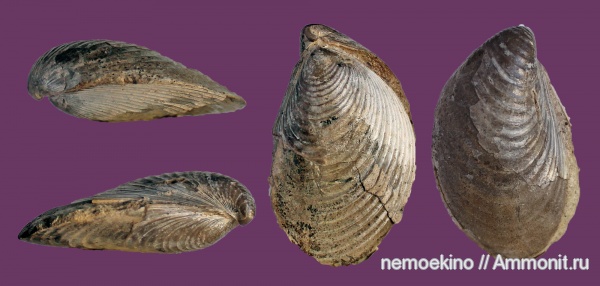 юра, двустворчатые моллюски, Buchia, Сызрань, Jurassic