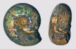 Craspedites
