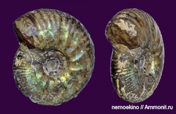 юра, Craspedites, Craspedites subditus, Сызрань, Jurassic