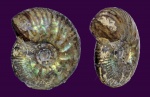Craspedites