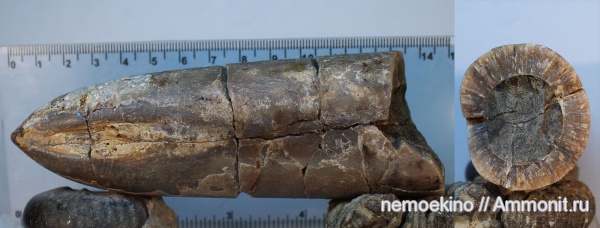 белемниты, юра, Pachyteuthis, Сызрань, Jurassic, belemnites