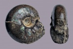 Craspedites