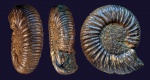 Epivirgatites