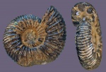 Epivirgatites