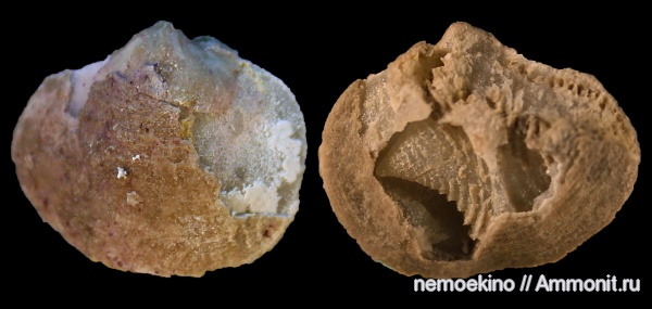 брахиоподы, карбон, Athyris, ручной аппарат, Кемеровская область, brachiopod lophophore
