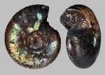 Craspedites