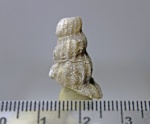 Palaeostylus sp.