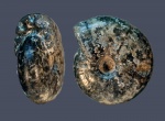 Craspedites