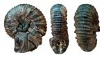 Lomonossovella?
