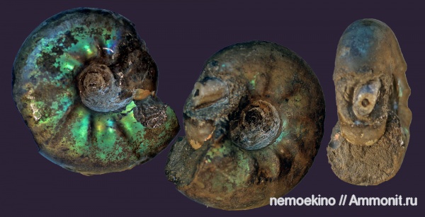 аммониты, белемниты, юра, Craspedites, Ammonites, Сызрань, Craspedites parakaschpuricus, Jurassic, belemnites