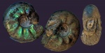 Craspedites parakaschpuricus