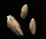 Fusulinida