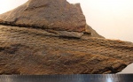 Tomiodendron