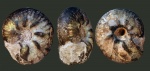 Craspedites parakaschpuricus