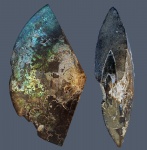 Garniericeras