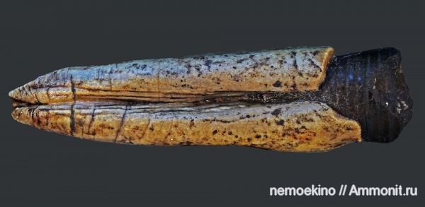 белемниты, юра, Сызрань, Jurassic, belemnites