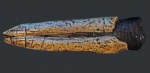белемнит