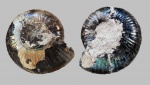 Craspedites