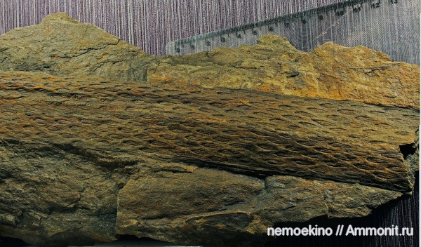 карбон, плауновидные, Tomiodendron, Кемеровская область