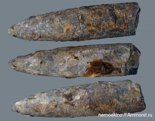 белемниты, юра, Сызрань, обрастание, Epizoans, Jurassic, belemnites