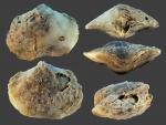 Athyris