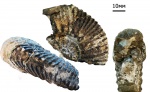 Aulacostephanus