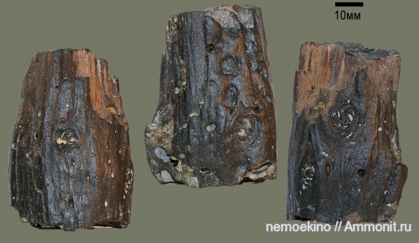 юра, окаменевшее дерево, Сызрань, камнеточцы, Jurassic