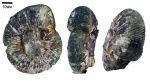 Virgatites?