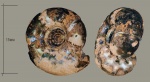 Craspedites
